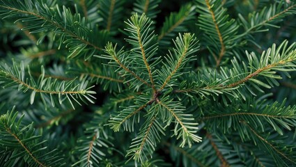 Aufkleber - Close-up of vibrant green spruce branches showcasing needle textures against a dark background emphasizing natural beauty and detail.