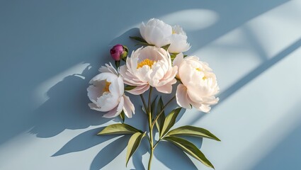 Fototapete - Delicate peony arrangement in soft pastel hues placed on a pale blue background with gentle sunlight shadows creating a serene space for text.