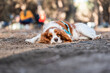 © Raul Navarro/Stocksy - Cavalier king charles spaniel sleeping peacefully on the ground