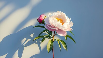 Leinwandbilder - Elegant peony flower in soft pink and white hues with green leaves casting shadows on a light blue background, ideal for text overlay and design.
