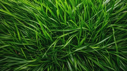 Leinwandbilder - Lush green grass texture viewed from above, featuring vibrant emerald tones, densely clustered blades arranged horizontally for a natural look.