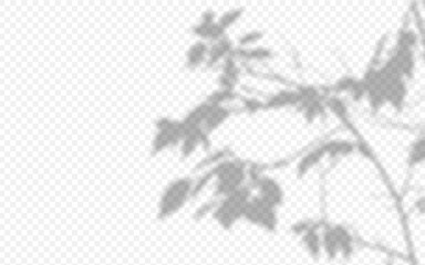 Wall Mural - shadow overlay from a tree branch isolated on a transparent background.