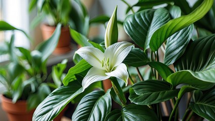 Fototapete - Lush green leaves surround a vibrant white flower of Spathiphyllum floribundum captured with selective focus in a cozy indoor setting.