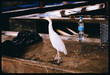 © Irina Bo/Stocksy - A white heron stands on a stall in a busy market