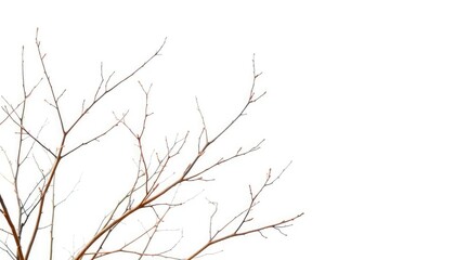 Delicate, bare branches isolated against a pure white backdrop, design, element