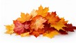 © James - pile of autumn maple colored leaves isolated fall leaves cut out