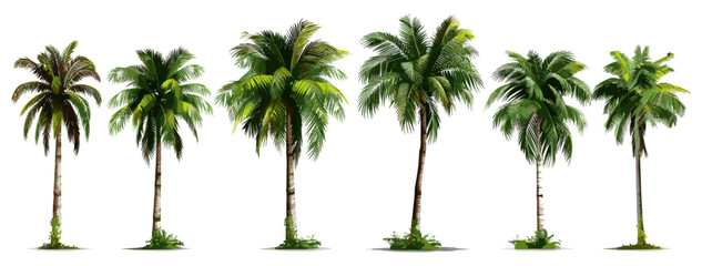 Vector coconut palm tree set, isolated on white and transparent background, tropical tree, palm leaves, exotic nature, summer landscape, botanical element, jungle plant, tropical island