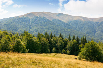 Wall Mural - carpathian mountain landscape in late summer. beautiful nature with beech forest on the hill behind 