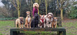 © Adrienn - A pack of cute and happy dog friends of various breed, age and size are hanging out together in a green park on a sunny day enjoying their group dog walk - dog walking, pet sitting, dog day care,