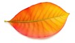 © สถาพร บัวระบัติ - Single leaf, isolated on pure white background, summer, component