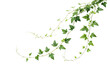 © Tanicsean - Delicate ivy vines curl and intertwine, their bright green leaves reaching outward, embodying nature’s resilience and ability to flourish in diverse environments, isolated on a transparent background