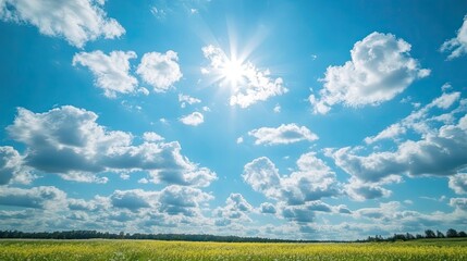 Wall Mural - sunlit sky over a field of yellow flowers on a beautiful sunny day