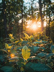 Wall Mural - golden hour illuminates verdant forest foliage with shimmering sunlight