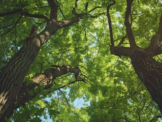 Wall Mural - a serene canopy of trees reaching up to the soft light of the sky