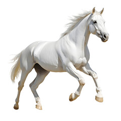 white quarter horse running isolated on transparent background