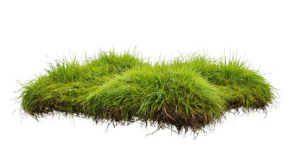 Wall Mural - lush green grass patch growing on transparent background