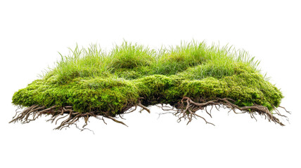 Wall Mural - lush green moss and grass growing with exposed roots on transparent background