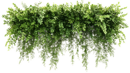 Wall Mural - hanging vines with green leaves on transparent background