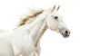 © Fly Frames - White horse running with flowing mane on transparent background