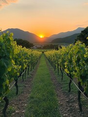 Aufkleber - Beautiful vineyard at sunset with lush green rows of vines and a warm orange sky behind distant mountains