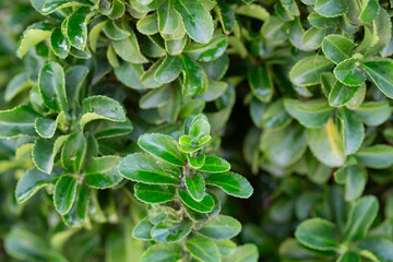 Wall Mural - Fresh green buxus (Buxus sempervirens) leaves. Close-up of evergreen bush boxwood in the nature. Concept: Greenery, natural pattern, nature texture.