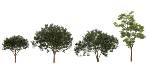 Collection of Sophora,Osmanthus trees on transparent background