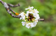 © smaliariryna - Cherry tree blooms with white flowers in early spring in the garden