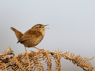 Wall Mural - Wren, Troglodytes troglodytes
