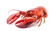 © Photo Dogg - Red lobsters claw isolated on white background