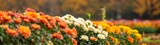 panoramic of vibrant chrysanthemum field with rich autumn hues