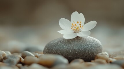 Aufkleber - Delicate white flower on smooth stone surrounded by pebbles in a tranquil setting