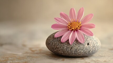 Aufkleber - Delicate white flower on smooth stone surrounded by pebbles in a tranquil setting