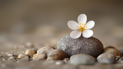 Aufkleber - Delicate white flower on smooth stone surrounded by pebbles in a tranquil setting