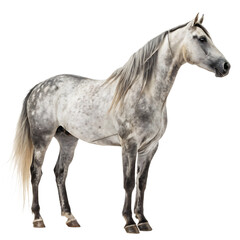 beautiful gray dappled horse standing majestically showcasing its muscular build and elegant stance 