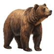 © Sultan - Majestic brown bear standing in profile isolated on white background ideal for wildlife photography nature conservation educational materials and stock imagery showcasing the strength of this wild pre