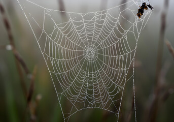Spider web glistening with morning dew against a blurred background.