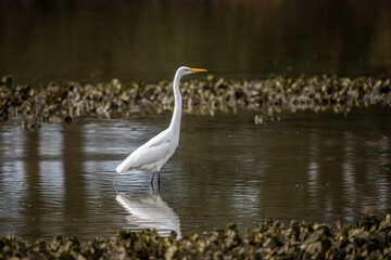 Wall Mural - snowy white egret in the pond and forest