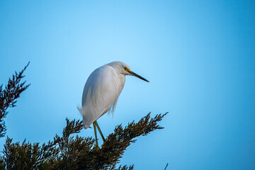 Wall Mural - snowy white egret in the pond and forest