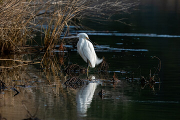 Wall Mural - snowy white egret in the pond and forest