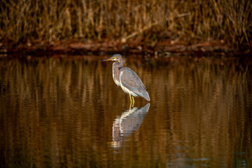 Wall Mural - brown heron in the pond