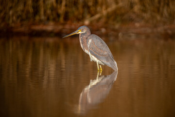 Wall Mural - brown heron in the pond