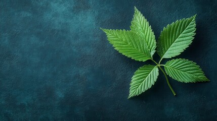 Wall Mural - Single Leaf on Dark Background with Gentle Light