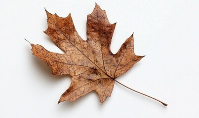 Wall Mural - maple leaf autumn isolated on white background