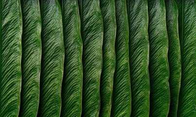 Wall Mural - nephrolepis cordifolia ladder fern, or tuber ladder fern close up leaves background