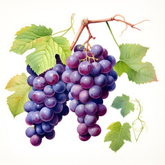 Wall Mural - digital technology grape watercolor design illustration