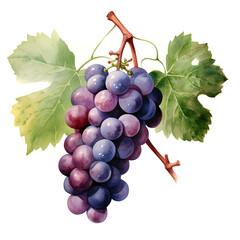 Wall Mural - digital technology grape watercolor design illustration