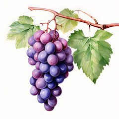 Wall Mural - digital technology grape watercolor design illustration