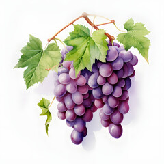 Wall Mural - digital technology grape watercolor design illustration