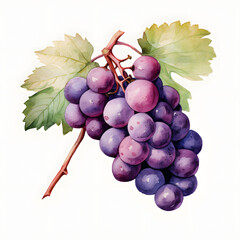 Wall Mural - digital technology grape watercolor design illustration