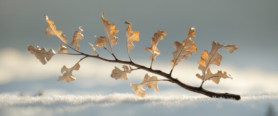small branch with dried leaves on white background, isolated